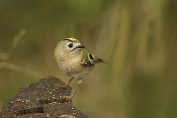 A cute goldcrest sits on tree stump. Portrait of a cute goldcrest. Regulus regulus. 