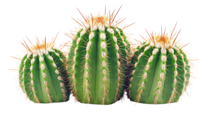 Three barrel cactus growing on transparent background