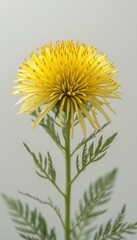 Obraz premium Cluster of bright yellow flowers with numerous small blooms creating a vibrant and cheerful display