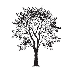 Obraz premium Artistic Hickory Tree silhouette with natural details for woodland designs - Hickory Tree silhouette - Hickory Tree vector - Hickory Tree illustration - Hickory silhouette - Hickory vector 