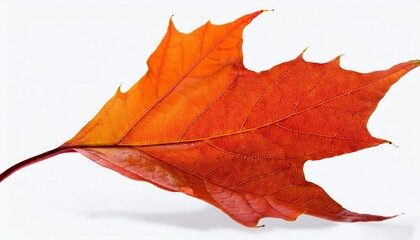 red maple leaf isolated on white