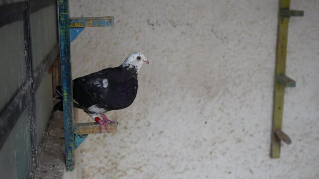 Rock Pigeon (Columba livia domestica) watching on camera perched on a wooden perch in a South American pigeon loft.