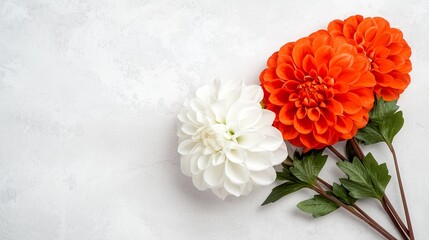  two orange and white dahlias with their stems and leaves on a white background
