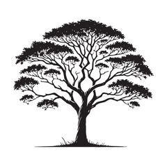 Obraz premium Mahogany Tree silhouette with strong, sturdy branches reaching up - Mahogany Tree silhouette - Mahogany Tree vector - Mahogany Tree illustration - Mahogany silhouette - Mahogany vector 