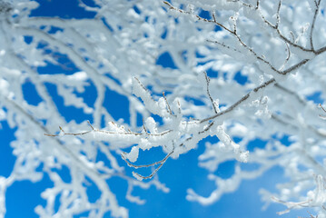 冬の赤城山の雪持ち06