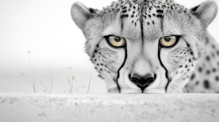 Obraz premium a cheetah peeking over a wall with its yellow eyes, surrounded by lush green grass in the background The image is in black and white, giving it a timeless and clas