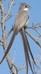 HD Phone Wallpaper Elegant Scissor tailed Flycatcher Perched on Branch Long Tail Feathers Wildlife Photography