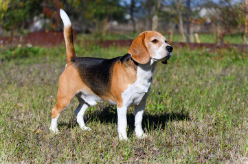 Beagle standing on grass and looking forward.