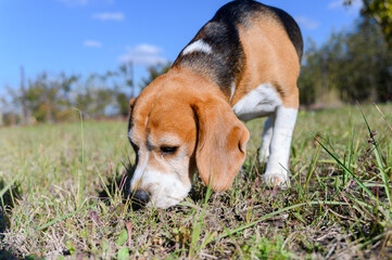 A tricolor beagle with white, brown, and black fur sniffs the grass.