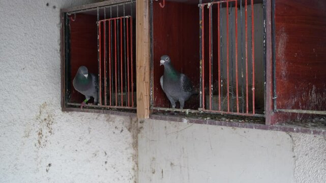 Two breeding Rock Pigeons (Columba livia domestica) perched at the entrance of their separate nests in a pigeon loft in Bah&iacute;a Blanca, Buenos Aires, Argentina.