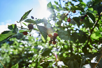 Blackberry bush sunlight blue sky green leaves ripe berries close-up nature summer garden harvest organic farming