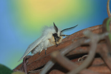 A gorgeous, mysterious white butterfly decorates a wicker vine against a blurred lemon blue background