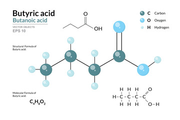 Butyric Acid. Butanoic Acid. Structural Chemical Formula and 3d Model of Molecule. C4H8O2. Atoms with Color Coding. Vector Graphic Illustration for Educational Materials, Scientific Articles