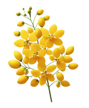 Kanikonna flower , konna poovu or cassia fistula(Golden shower) isolated on transparent background, png image, it is used for vishu celebration in kerala