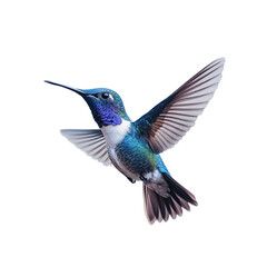 Obraz premium Graceful Hummingbird in Flight Isolated on Transparent Background for Lively Wildlife and Aerial Design Concepts