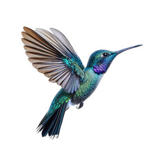 Fototapeta premium Graceful Hummingbird in Flight Isolated on Transparent Background for Lively Wildlife and Aerial Design Concepts