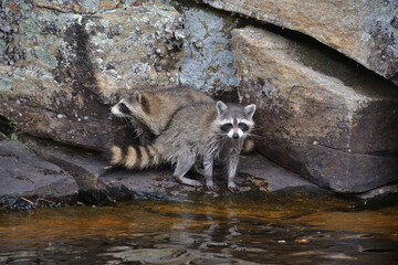 Two raccoon in the wild on a rock wall lake side
