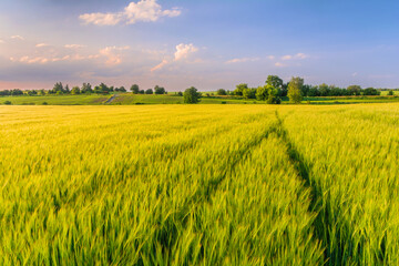 Barley field in the countryside. Field of young barley ears