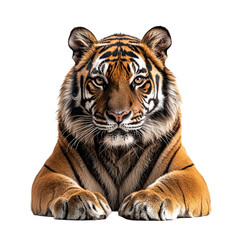 Naklejka premium Majestic Tiger Lying Down and Gazing at the Camera Isolated on Transparent Background for Wildlife and Nature Design Concepts