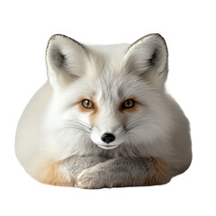 Obraz premium Elegant White Fox Lying Down Isolated on Transparent Background for Serene Wildlife and Nature Design Concepts