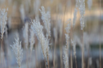 Fototapeta premium Beige background of grass panicles