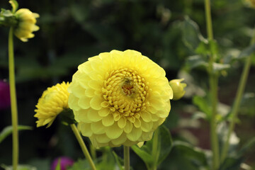 yellow pompom type dahlia blooms on a bush on a summer day