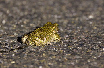 small toad on the road, small toad with warts on the body, green eyes of a frog, frog with warts, Bufonidae from the back