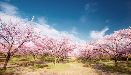 Naklejka premium 桜と青空の景色