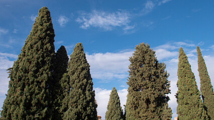 A group of large cypress trees in a garden of the Alhambra in Granada on a blue sky day.