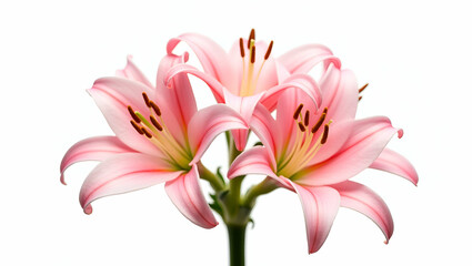 Fototapeta premium Title: A Vibrant and Delicate Bouquet of Pink Lily Flowers