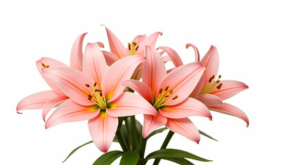 Fototapeta premium Title: A Vibrant and Delicate Bouquet of Pink Lily Flowers