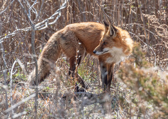 Red Fox