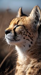 Obraz premium HD Phone Wallpaper Serengeti Serval Cat Portrait Close up of a Wild African Cat in Golden Sunlight