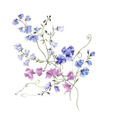 Watercolor hand draw illustration with spring floral bouquet, elegant flowers, meadow wildflower, floral composition