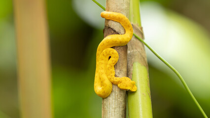 Greifschwanz-Palmlanzenotter, Schlegels Lanzenotter, Bothriechis schlegelii