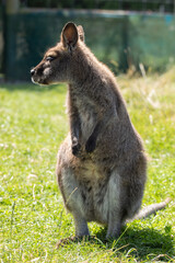 Cute fluffy wallaby in the park. Marsupial mammals. Australia