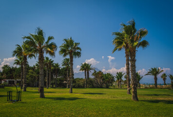 Fototapeta premium Wonderful view of palms alley. Impressive morning view of hotels garden near Campofelice di Roccella city. Amazing outdoor scene of Sicily, Italy, Europe. Traveling concept background. August 2024