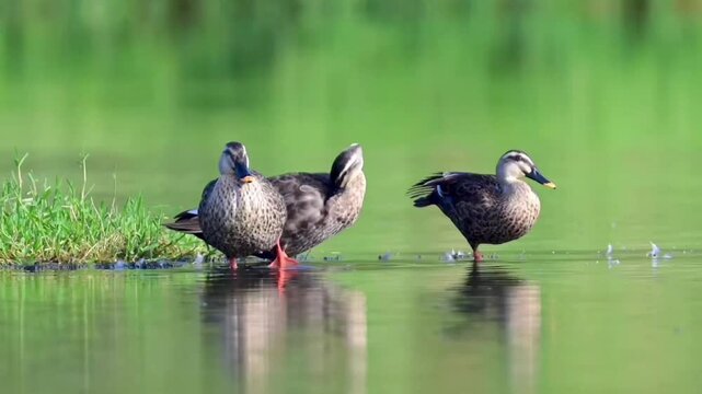 ducks on the lake, Three ducks stand on a grassy bank at the edge of a tranquil pond, captured in a moment of serene outdoor scenery