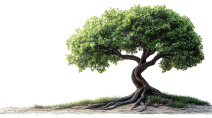 A lone tree stands tall, its gnarled roots reaching deep into the earth, a symbol of resilience and growth. Its vibrant foliage stretches towards the sky, promising hope and renewal.