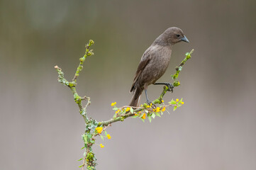 Bay winged Cowbird nesting, in Calden forest environment, La Pampa Province, Patagonia, Argentina.