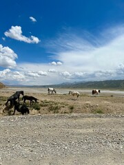 Horses in the mountains of Kyrgyzstan