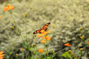 Orange monarch butterfly