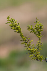 Plant in semi desertic environment, Calden forest, La Pampa Argentina