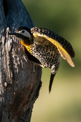 Green barred Woodpecker in forest environment,  La Pampa province, Patagonia, Argentina.