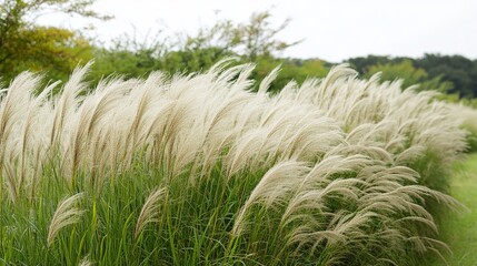 Enchanting Prairie Grass Swaying Gracefully in the Wind: A Peaceful Connection to the Expansive and Stunning Scenery of the Natural World