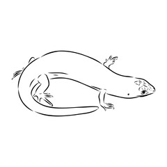 Fototapeta premium Lizard Vector Illustration Line Art Design, Asian mabuya lizard, vector sketch