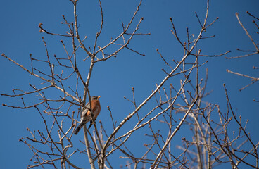 American Robin