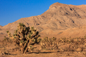 A lone tree stands in a desert landscape with a mountain in the background