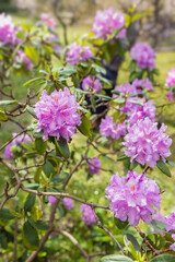 Purple hydrangeas in the garden