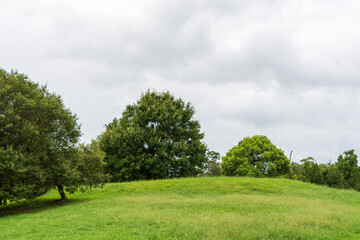 緑が広がる穏やかな丘の風景